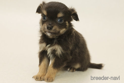 成約済の神奈川県のチワワ(ロングコート)-368092